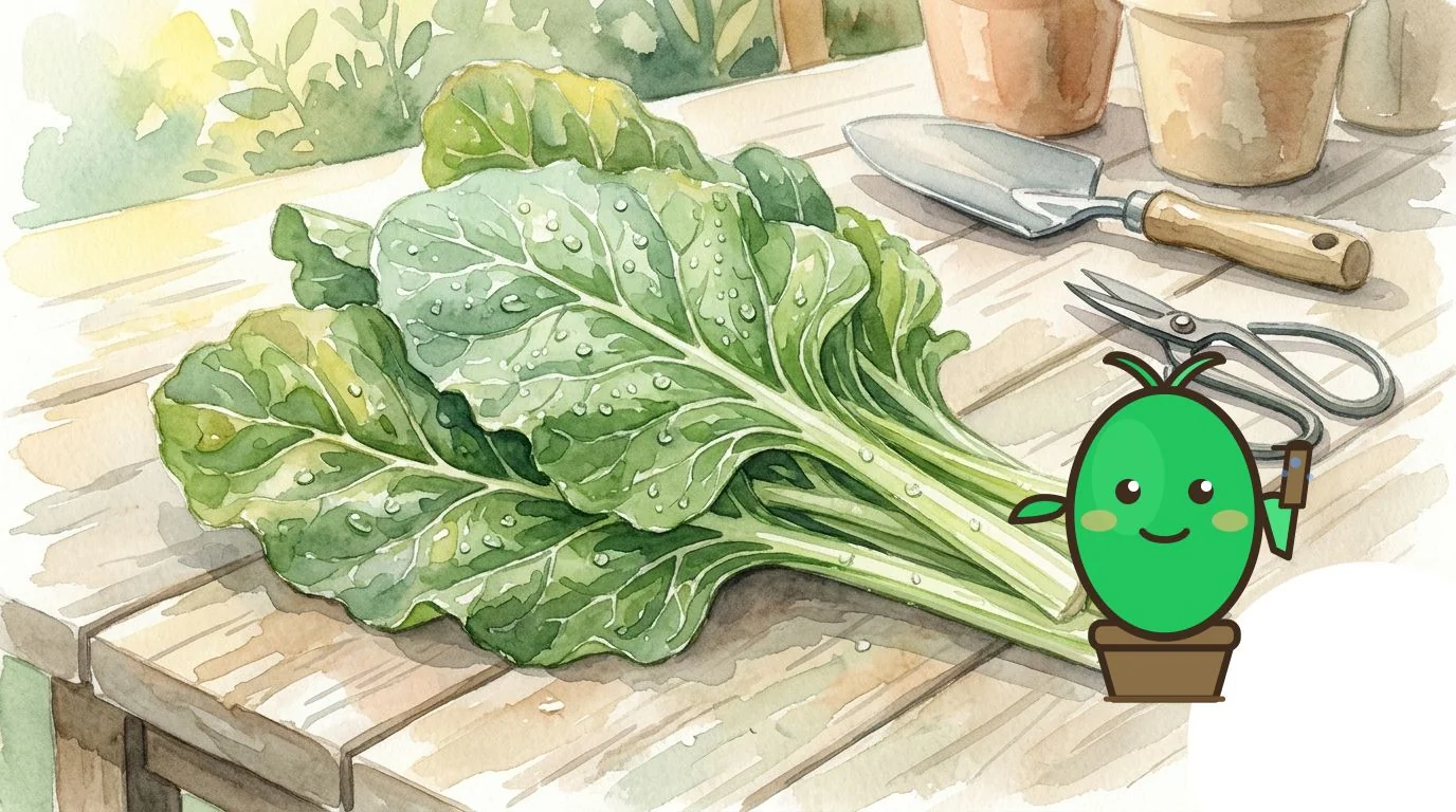 Les Bienfaits de la Blette : Un Légume à Redécouvrir