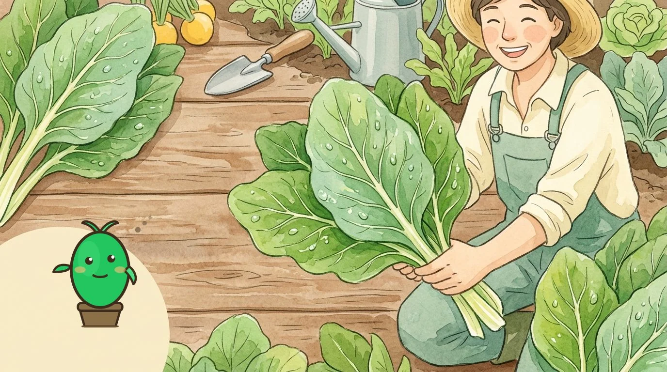 un jardinier heureux récoltant des blettes dans son potager