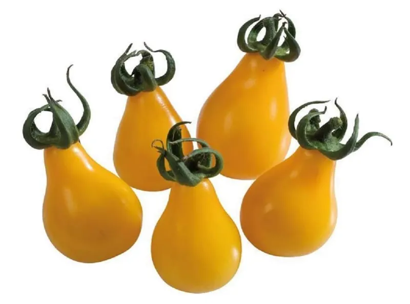 Le Grenier d'Abondance - Graines Tomate Poire Jaune